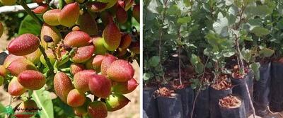  نهالستان غرب نهال؛ بزرگ‌ترین تولیدکننده نهال پسته پیوندی و عرضه به سراسر ایران 