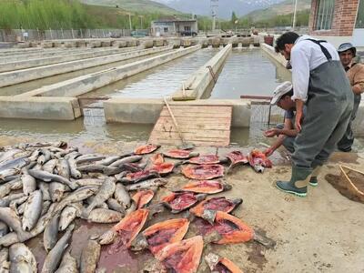  محصولات شیلات ایران به ۶۱ کشور صادر می‌شود