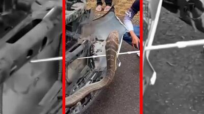  بیرون کشیدن مار سه متری از داخل موتور یک ماشین در تایلند+فیلم
