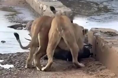  شیرهای بی‌رحم، آهوی گرفتار در باتلاق را کشتند