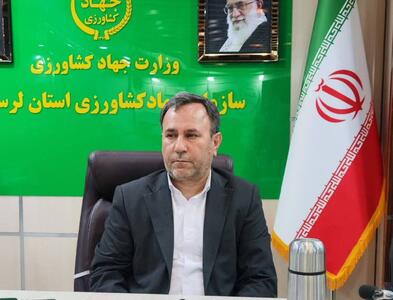  تأمین و توزیع خرمای تنظیم بازار در لرستان با نرخ ۱۵ درصد زیر قیمت بازار