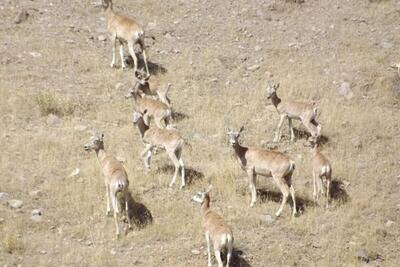  جمعیت علفخواران در تهران هم رشد کرد؛ ۶ درصد!