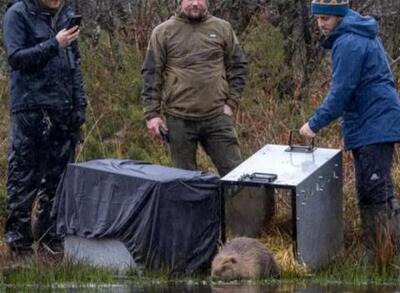  جانور منقرض شده دوباره در رودخانه های انگلیس/ فیلم