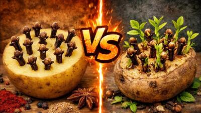  آموزش کاشت میخک در سیب زمینی / کاشت و پرورش طبیعی میخک