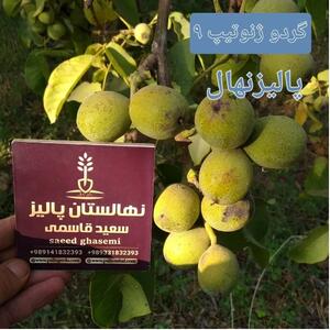  تولید و عرضه ۱ میلیون نهال گردو پیوندی در شرکت پالیز نهال