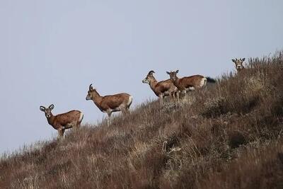  رشد ۶ درصدی جمعیت علفخواران شاخص در استان تهران