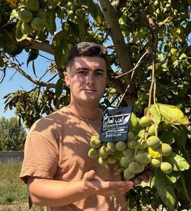  معرفی و خرید 3 نهال گردویی که حدود ۳۰۰ کیلوگرم باردهی در هر درخت دارند