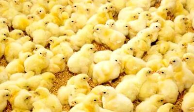  حاجی‌پور: مرغ‌داران مجبور هستند جوجه‌ها را در چاه بریزند