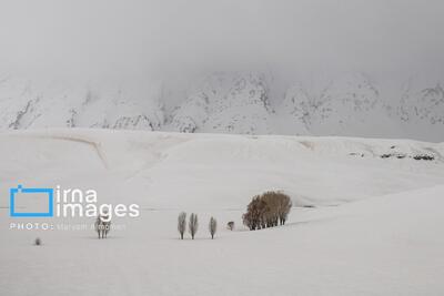  تصاویر: بارش شدید برف در کوهرنگ