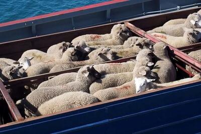  قیمت دام زنده امروزیکشنبه ۲۶ بهمن ۱۴۰۴