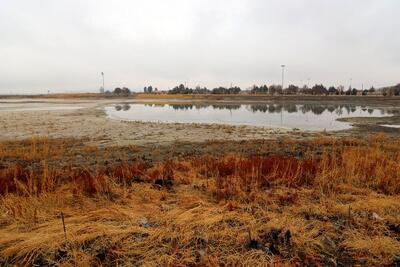  تصاویر؛ نیلوفرها در سرابِ سراب