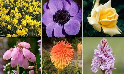  ۴۰ مورد از زیباترین گل‌های رنگارنگ فصل بهار؛ معرفی گل‌های مقاوم برای باغچه