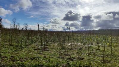  شروع وزش باد گرم از فردا تا پایان هفته