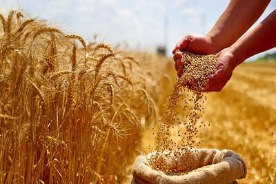  اصلاح قیمت گندم به کجا رسید؟ | کشاورزان منتظر تصمیم نهایی