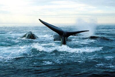  از صیادی تا تردد زیردریایی؛ انسان بلای جان نهنگ