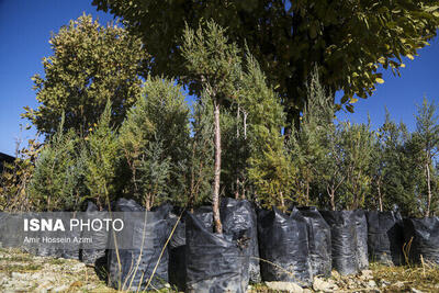 توزیع رایگان ۱.۲ میلیون اصله نهال در بین مردم گیلان
