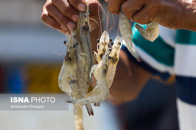  تولید میگوی بوشهر ۸۰ درصد افزایش یافت