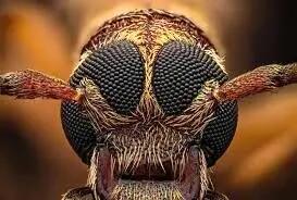  شاهکارهای عکاسی «کلوزآپ حیات وحش» در سال 2025