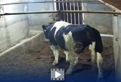  گاو تریاکی در سبزوار خبرساز شد!