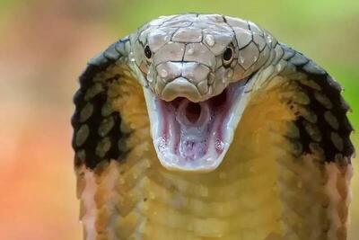  فیلم/ بیرون کشیدن مار سه متری از داخل موتور خودرو در تایلند