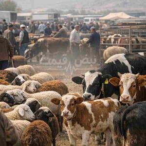  ترس در بازار دام زنده؛ دامداران از قاچاق دام و افزایش قیمت جو تکان خوردند | نرخ واقعی دام در میدان ۲۶ بهمن ۱۴۰۴