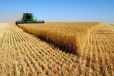  نماینده مجلس:قیمت کمتر از 50 هزار تومان برای گندم امنیت غذایی را تهدید می‌کند