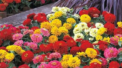  چگونه گل آهار بکاریم و از آن مراقبت کنیم؟