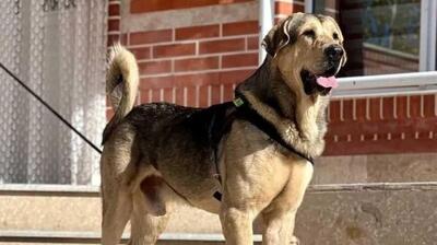  سگ‌ ها چگونه از اردوگاه‌ های شکار به حیوانات خانگی امروزی تبدیل شدند؟