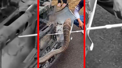  فیلم /  بیرون کشیدن مار سه متری از داخل موتور یک ماشین در تایلند