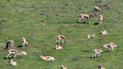  جمعیت علفخواران شاخص استان تهران در ۱۴۰۴ به بیش از ۲۸ هزار رأس رسید + جدول