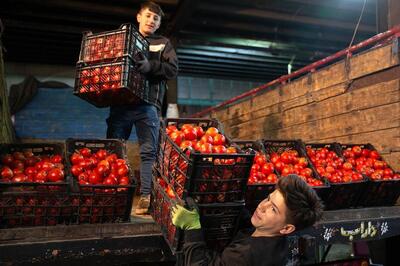  قیمت امروز میوه و تره بار در مشهد (۲۶ بهمن ۱۴۰۴) | گوجه فرنگی کیلویی چند؟