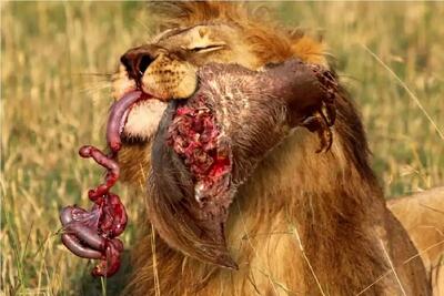  مستند حیات وحش؛ کلاغ انتقام بچش رو که غذا میخواست ولی غذا شد گرفت
