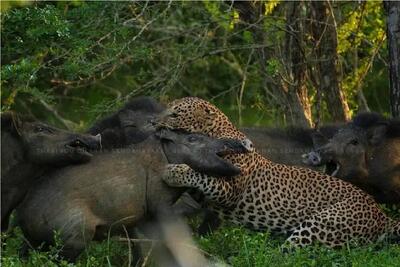  مستند حیات وحش؛ پلنگ که گراز میگرفتی همه عمر دیدی که گراز چگونه پلنگ گرفت