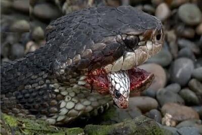  مستند حیات وحش؛ مار که مار بخوره شاه ماره