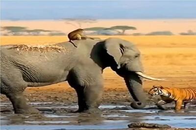  مستند حیات وحش؛ ببر برای شکار میمون از فیل میره بالا