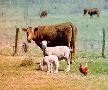  قیمت دام زنده امروز ۲۶ بهمن ۱۴۰۴ + جدول