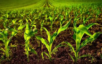  تولید ۲ میلیون نهال شناسه‌دار در آذربایجان شرقی