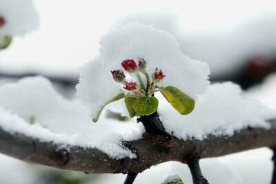  افزایش دما و بهار زودرس در کمین چهارمحال و بختیاری