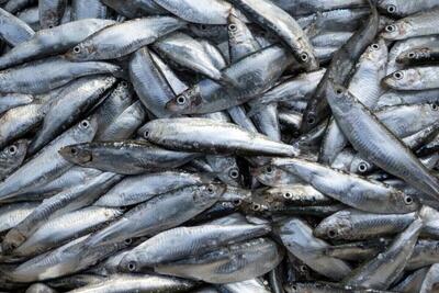  صادرات محصولات شیلاتی ایران به ۶۱ کشور جهان