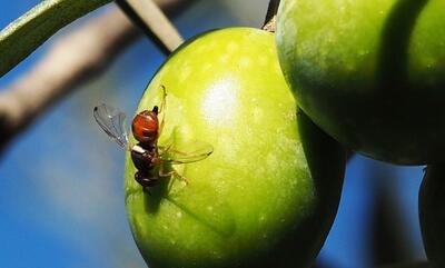  افزایش جمعیت مگس میوه زیتون در گیلان