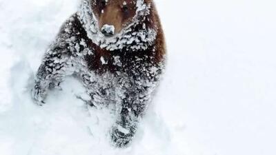  خرس در منطقه « سرزمین پراید» نفهمید بهار دیروزی کجا فرار کرده است