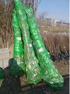  بزرگترین نهالستان کشور را بشناسید