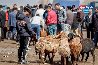  قیمت دام زنده امروز ۲۶ بهمن 1404 + جدول