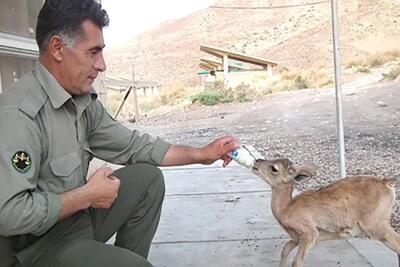  تصویب مجدد رشته «محیط‌بانی» در شورای عالی آموزش و پرورش