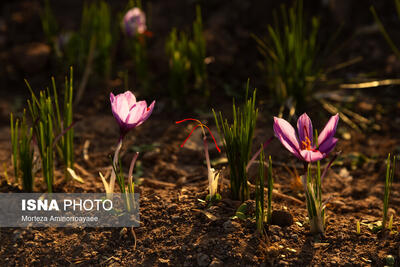  کاهش ۱۰۰ درصدی صادرات زعفران ایران نسبت به سال گذشته