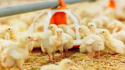  بیش از ۹میلیون و ۶۰۰ هزار قطعه جوجه ریزی شد؛ کمبودی برای ماه مبارک رمضان وجود ندارد