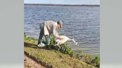  نجات یک قوی گنگ از تله صیادان در تالاب بوجاق کیاشهر + فیلم