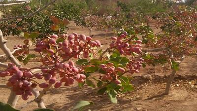  کشت ۳۵٠ هکتار درخت پسته در خوی