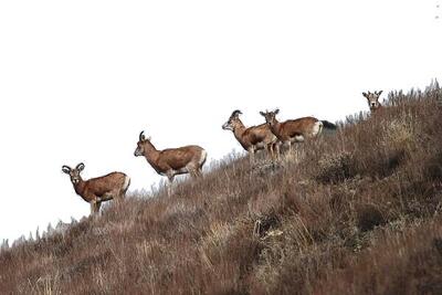  رشد ۶ درصدی جمعیت علفخواران شاخص