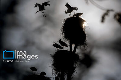  میان کوچ و ماندن